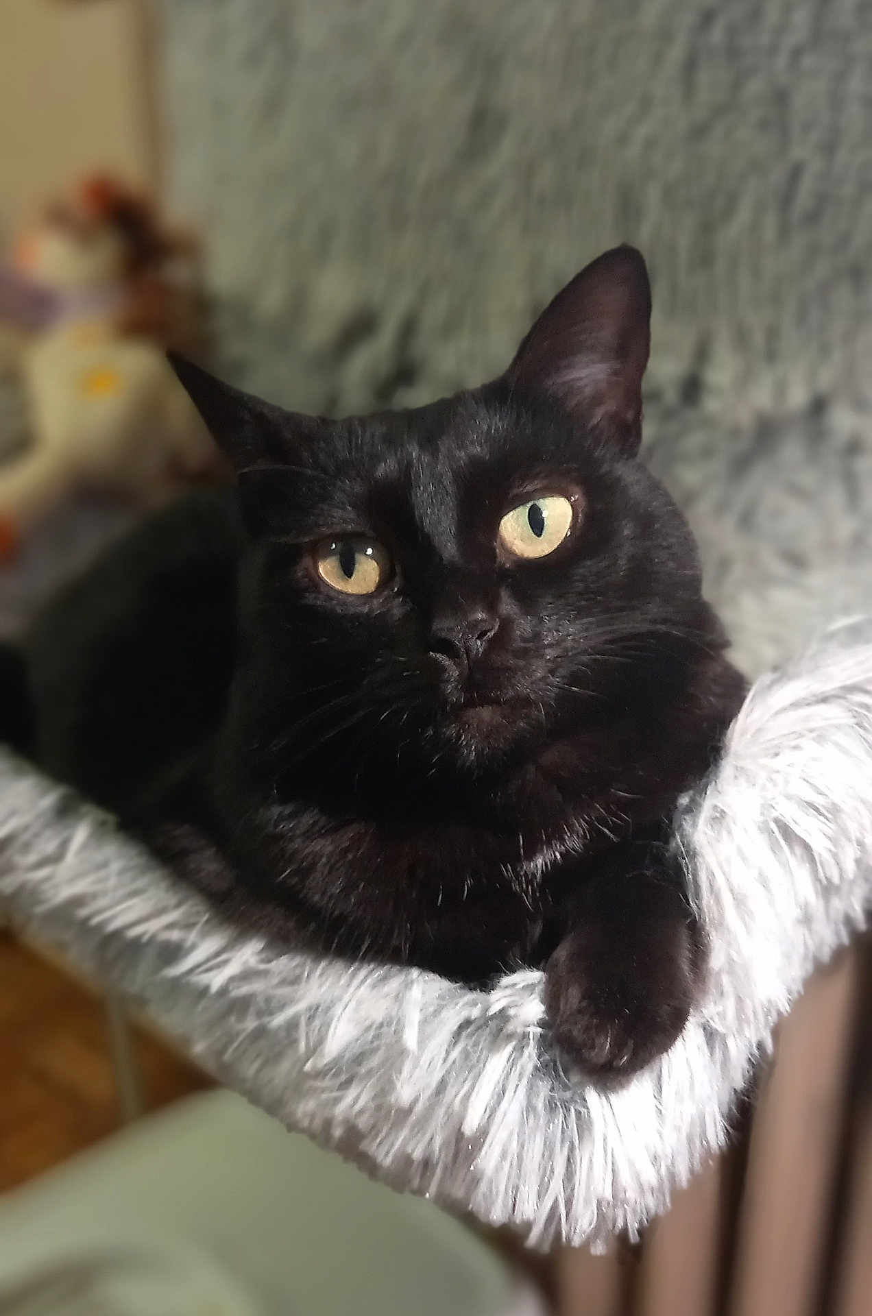 Orphée a rejoint le concours — aidez-le/la à gagner de superbes lots ! cat, black_cat, pet, animal, feline, indoor, fluffy, soft, resting, yellow_eyes, closeup, portrait, cute, cozy, fur, whiskers, paw, relaxed, home, comfortable