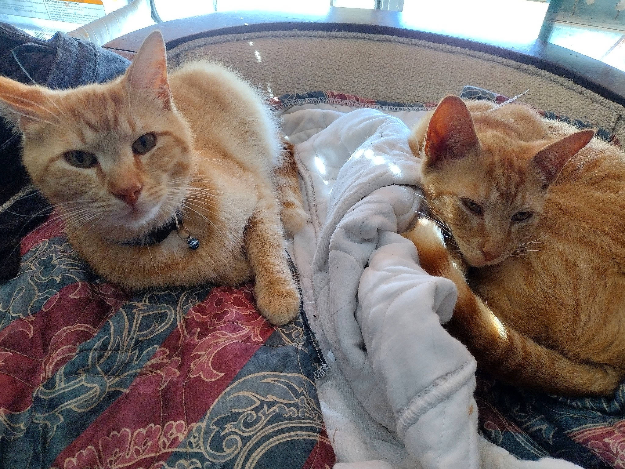 Garfield Garfield Jr.