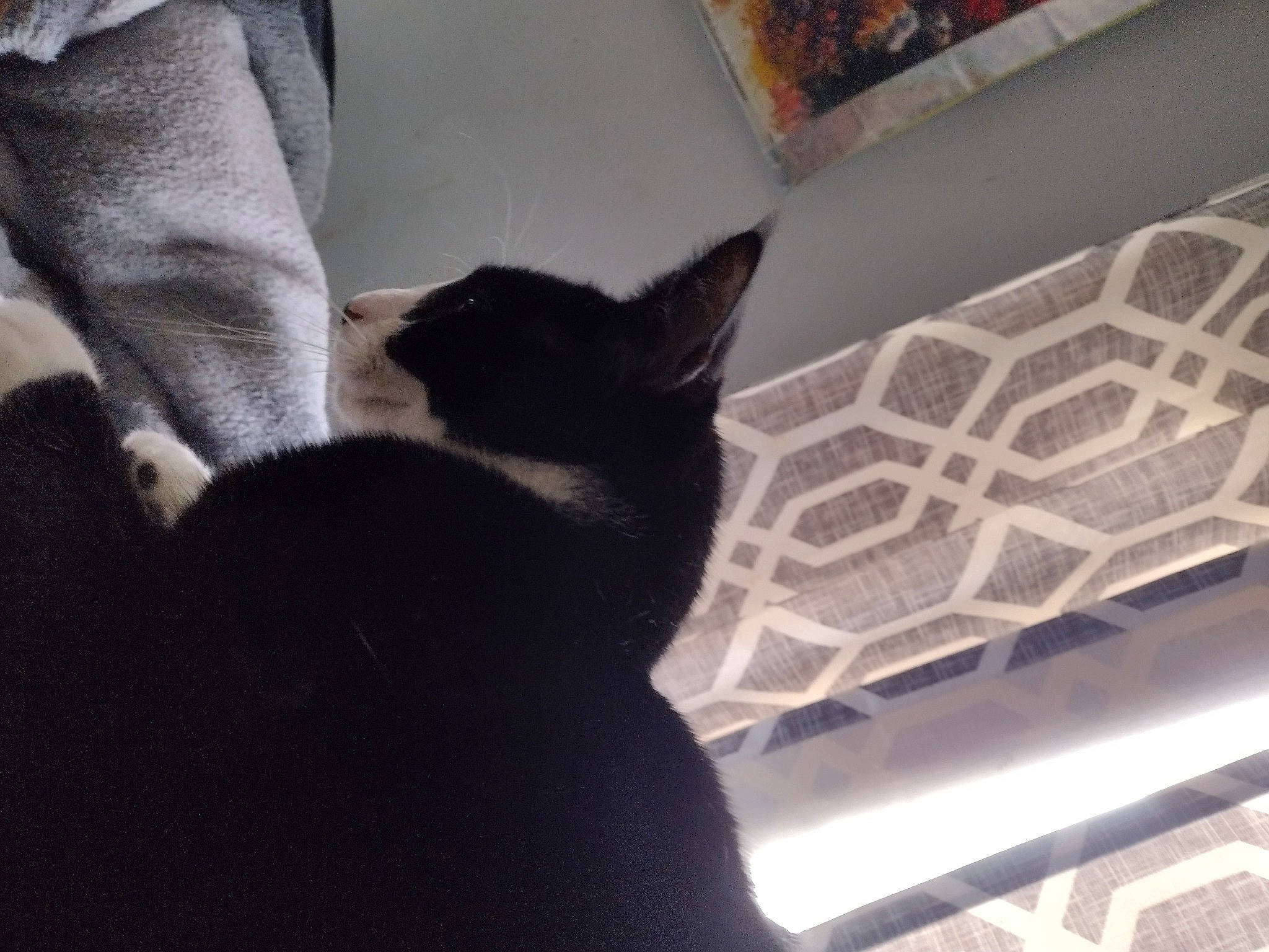 Oreo is registered to the contest to win money with this photo: carnivore, cat, comfort, couch, domestic_short_haired_cat, felidae, floor, flooring, fur, grey, hardwood, human_leg, leg, small_to_medium_sized_cats, stairs, tail, tints_and_shades, whiskers, window, wood