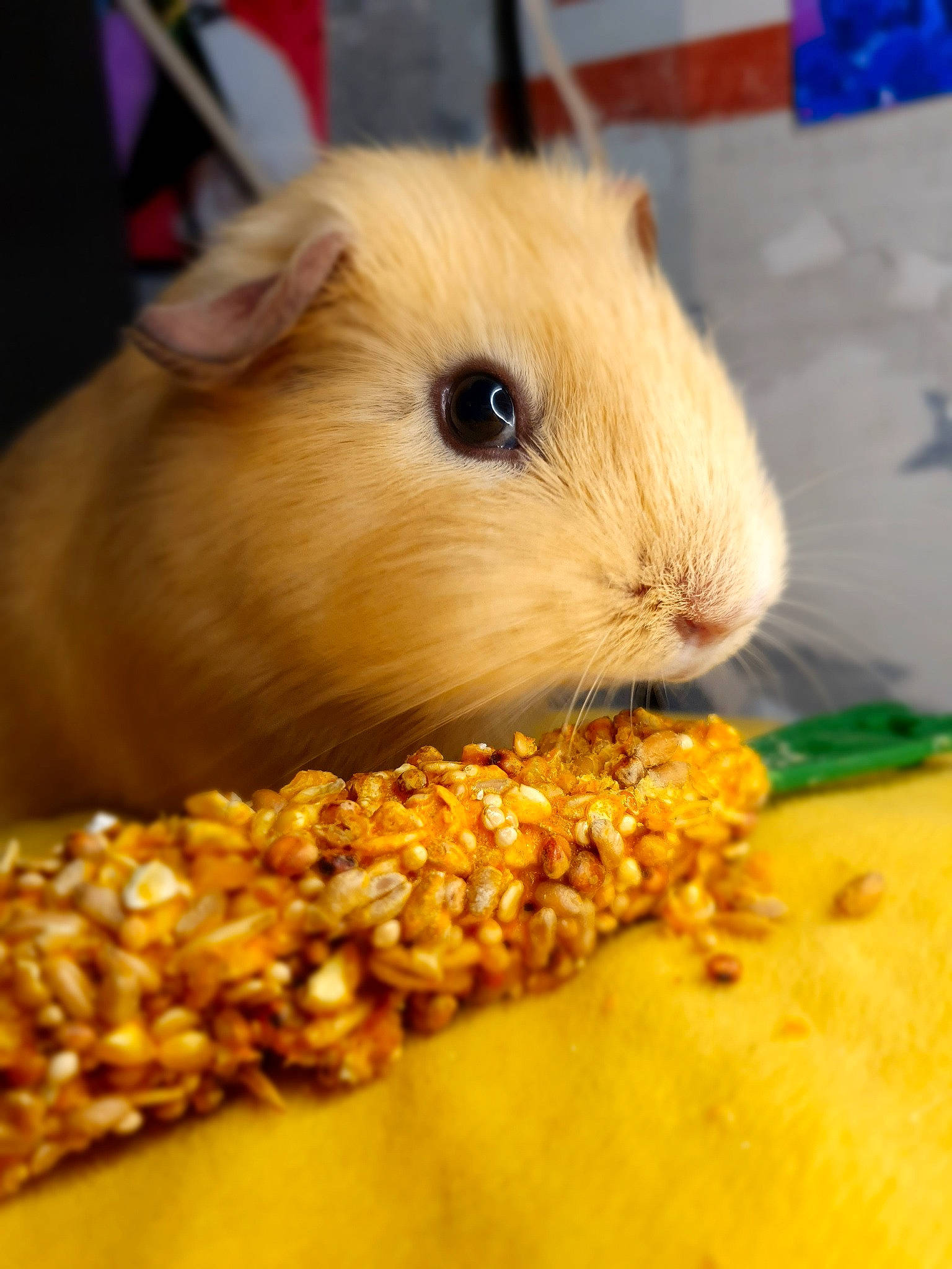 Biscotte participe au concours pour gagner de l'argent avec cette photo : eating, fawn, gerbil, guinea_pig, hamster, muridae, muroidea, rodent, small_animal_food, snack, snout, whiskers