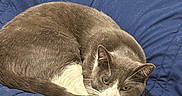 Max joined the competition — help win amazing prizes! cat, gray_cat, white_paws, fur, pet, animal, sleeping, resting, blue_blanket, cozy, indoor, cute, whiskers, ears, tail, domestic_cat, feline, relaxed, cuddled, nap_time