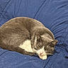 cat, gray_cat, white_paws, fur, pet, animal, sleeping, resting, blue_blanket, cozy, indoor, cute, whiskers, ears, tail, domestic_cat, feline, relaxed, cuddled, nap_time