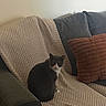 cat, tuxedo_cat, blanket, couch, pillow, knitted, indoor, pet, feline, resting, cozy, gray, brown, home, furniture, living_room, soft_light, calm, texture, seated