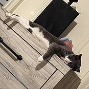 Max is registered to the contest to win money with this photo: cat, furniture, dresser, indoor, relaxed, lying_down, wood_texture, pet, animal, stretching, domestic, sleepy, gray_and_white, door, handle, household, cozy, resting, feline, comfortable