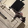cat, furniture, dresser, indoor, relaxed, lying_down, wood_texture, pet, animal, stretching, domestic, sleepy, gray_and_white, door, handle, household, cozy, resting, feline, comfortable