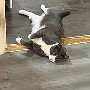 Max joined the competition — help win amazing prizes! animal, cat, curious, cute, domestic_cat, floor, fur, gray_cat, home, indoor, lying_down, mammal, paw, pet, playful, relaxed, resting, whiskers, white_cat, wood_floor