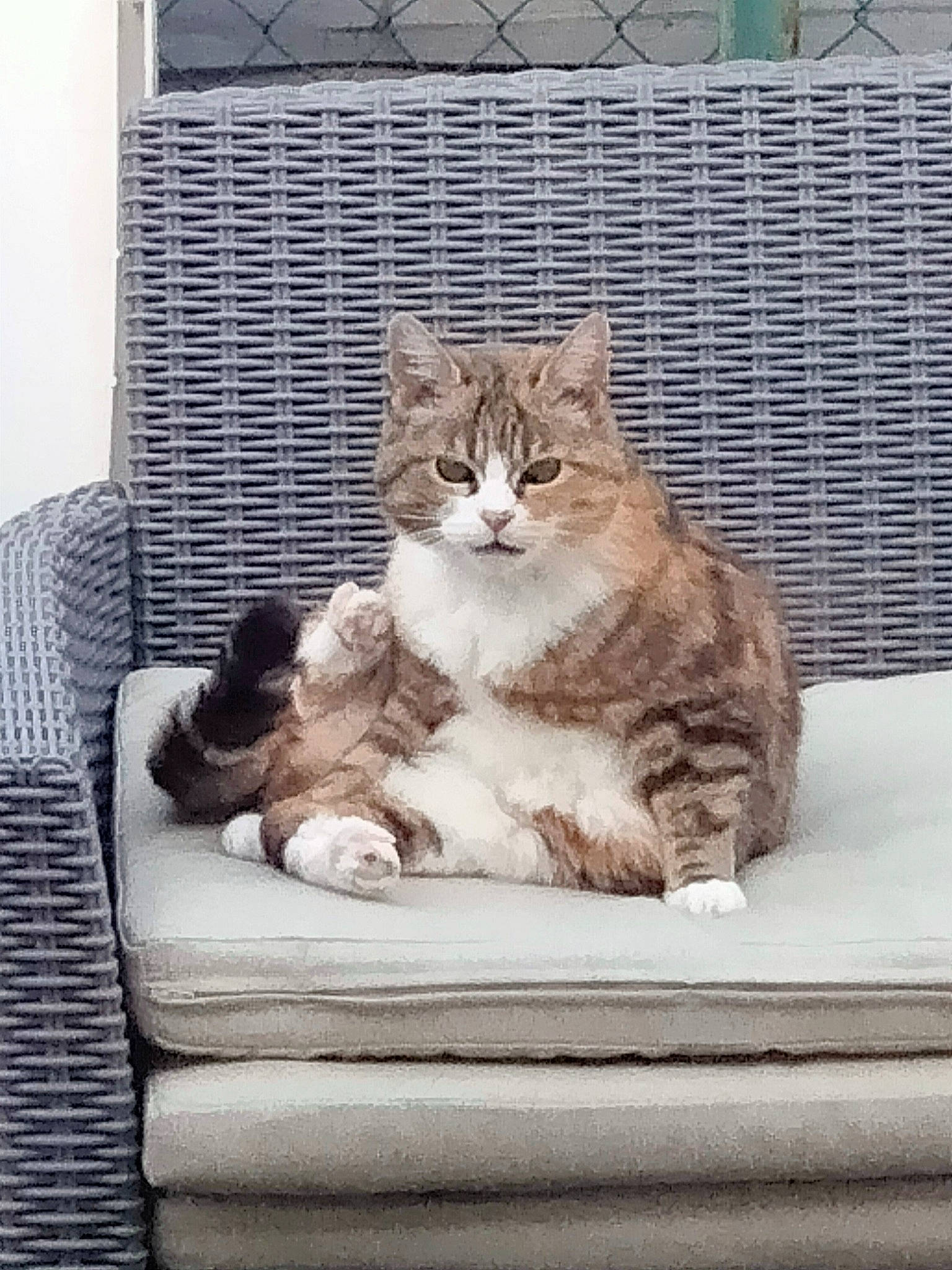 Bella participe au concours pour gagner de l'argent avec cette photo : box, carnivore, cat, cat_supply, claw, comfort, domestic_short_haired_cat, fawn, felidae, fur, grey, paw, pet_supply, sitting, small_to_medium_sized_cats, snout, tail, whiskers, window, wood