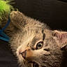 Mouse is registered to the contest to win money with this photo: kitten, cat, feline, fluffy, fur, tabby, gray, brown, whiskers, eyes, ears, nose, pet, animal, cute, playful, indoor, portrait, close_up, lounging