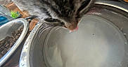 Mouse is registered to the contest to win money with this photo: cat, tabby_cat, pet, animal, whiskers, tongue, eating, drinking, water_bowl, food_bowl, cat_food, kibble, indoor, home, wood_floor, close_up, feline, striped_fur, curious, pet_supplies