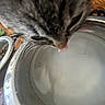 cat, tabby_cat, pet, animal, whiskers, tongue, eating, drinking, water_bowl, food_bowl, cat_food, kibble, indoor, home, wood_floor, close_up, feline, striped_fur, curious, pet_supplies