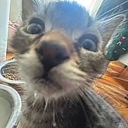 Mouse joined the competition — help win amazing prizes! kitten, cat, close_up, whiskers, nose, eyes, fur, gray_fur, white_fur, blue_eyes, pet, animal, food_bowl, water_bowl, wooden_floor, indoor, window, curious, portrait, funny