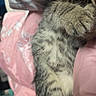 Mouse joined the competition — help win amazing prizes! cat, kitten, tabby, striped_fur, paw, sleeping, cuddling, cozy, cute, furry, pet, animal, close_up, portrait, pink_clothing, fabric, indoors, relaxed, nap, whiskers