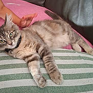 Popite participe au concours pour gagner de l'argent avec cette photo : cat, tabby, gray_cat, pet, cushion, striped_cushion, sofa, pink_blanket, child_hand, indoor, relaxing, feline, whiskers, ears, paws, collar, domestic_cat, furry, cute, resting