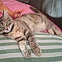 cat, tabby, gray_cat, pet, cushion, striped_cushion, sofa, pink_blanket, child_hand, indoor, relaxing, feline, whiskers, ears, paws, collar, domestic_cat, furry, cute, resting