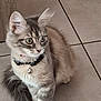 Popite participe au concours pour gagner de l'argent avec cette photo : cat, tabby, fluffy, collar, bell, pet, animal, feline, curious, sitting, indoor, tile_floor, whiskers, ears, tail, cute, domestic, young, fur, alert