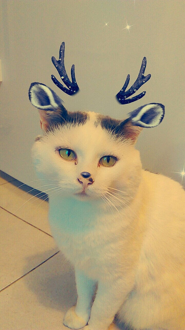 Moussmouss