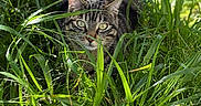 Bobby a rejoint le concours — aidez-le/la à gagner de superbes lots ! animal, camouflage, cat, closeup, daylight, ears, eyes, feline, focus, grass, greenery, leaf, muzzle, nature, outdoor, plant, predator, sunlight, tabby, wildlife
