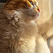 Bouboule participe au concours pour gagner de l'argent avec cette photo : abyssinian, angora, animal, bodypart, cat, kitten, manx, mouth, person, pet, siamese, sleeping, snout, tongue