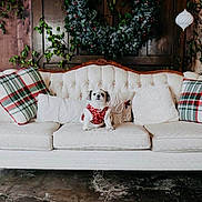 Abby Rose is registered to the contest to win money with this photo: dog, small_dog, white_couch, plaid_pillow, christmas_wreath, holiday_decor, wooden_wall, indoor, pet, festive, red_sweater, tufted_couch, ornament, plant, greenery, floor, cozy, living_room, decor, cute