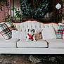 dog, small_dog, white_couch, plaid_pillow, christmas_wreath, holiday_decor, wooden_wall, indoor, pet, festive, red_sweater, tufted_couch, ornament, plant, greenery, floor, cozy, living_room, decor, cute
