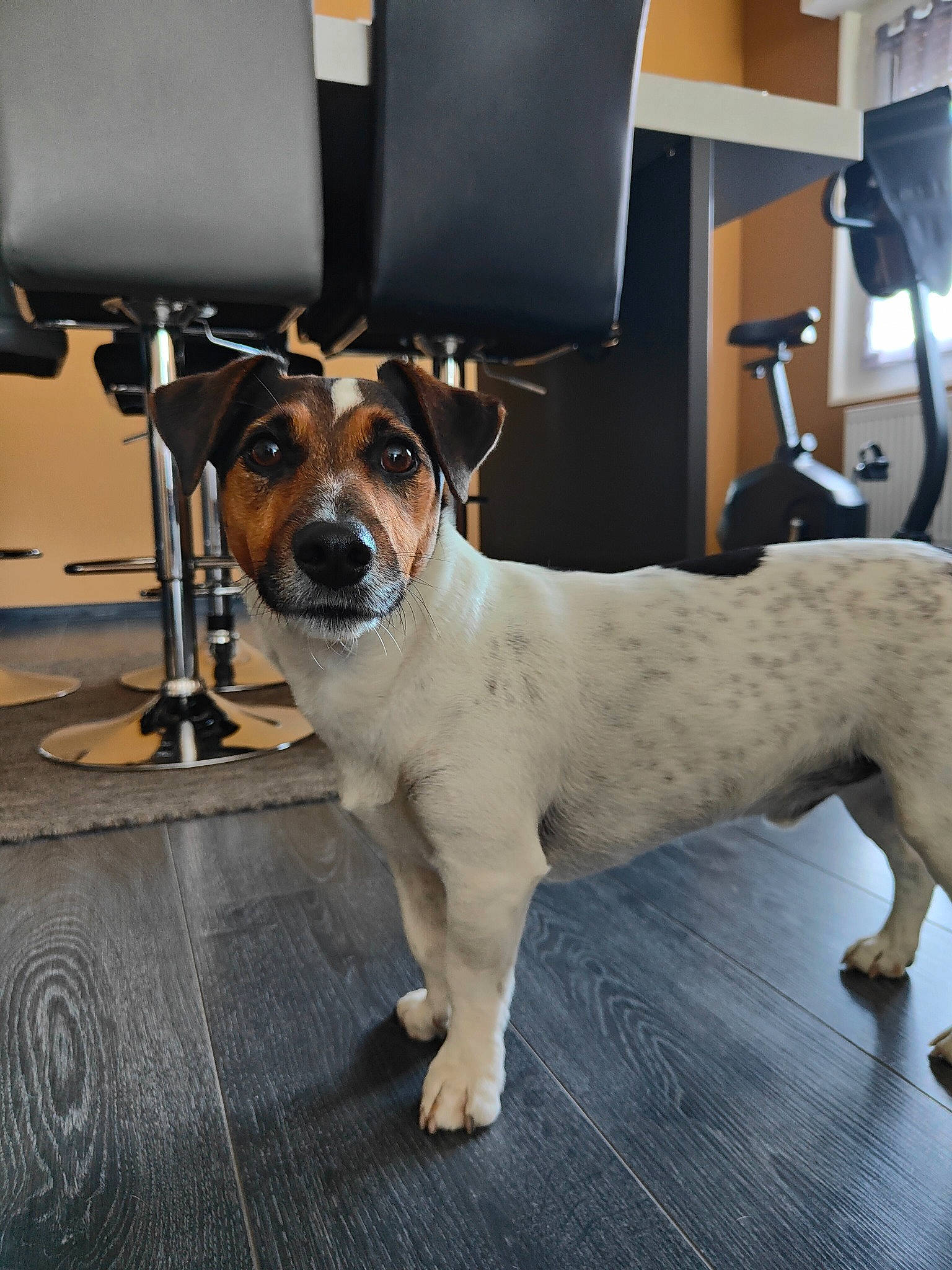 Stanley participe au concours pour gagner de l'argent avec cette photo : carnivore, chair, collar, companion_dog, couch, dog, dog_breed, dog_collar, fawn, floor, flooring, fur, furniture, hardwood, snout, sporting_group, table, whiskers, wood, working_animal