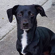 Zuko is registered to the contest to win money with this photo: dog, black_dog, white_chest, floppy_ears, brown_eyes, sitting, outdoor, pavement, concrete, portrait, close_up, pet, animal, canine, short_fur, black_fur, white_markings, looking_at_camera, alert, cute