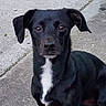 dog, black_dog, white_chest, floppy_ears, brown_eyes, sitting, outdoor, pavement, concrete, portrait, close_up, pet, animal, canine, short_fur, black_fur, white_markings, looking_at_camera, alert, cute