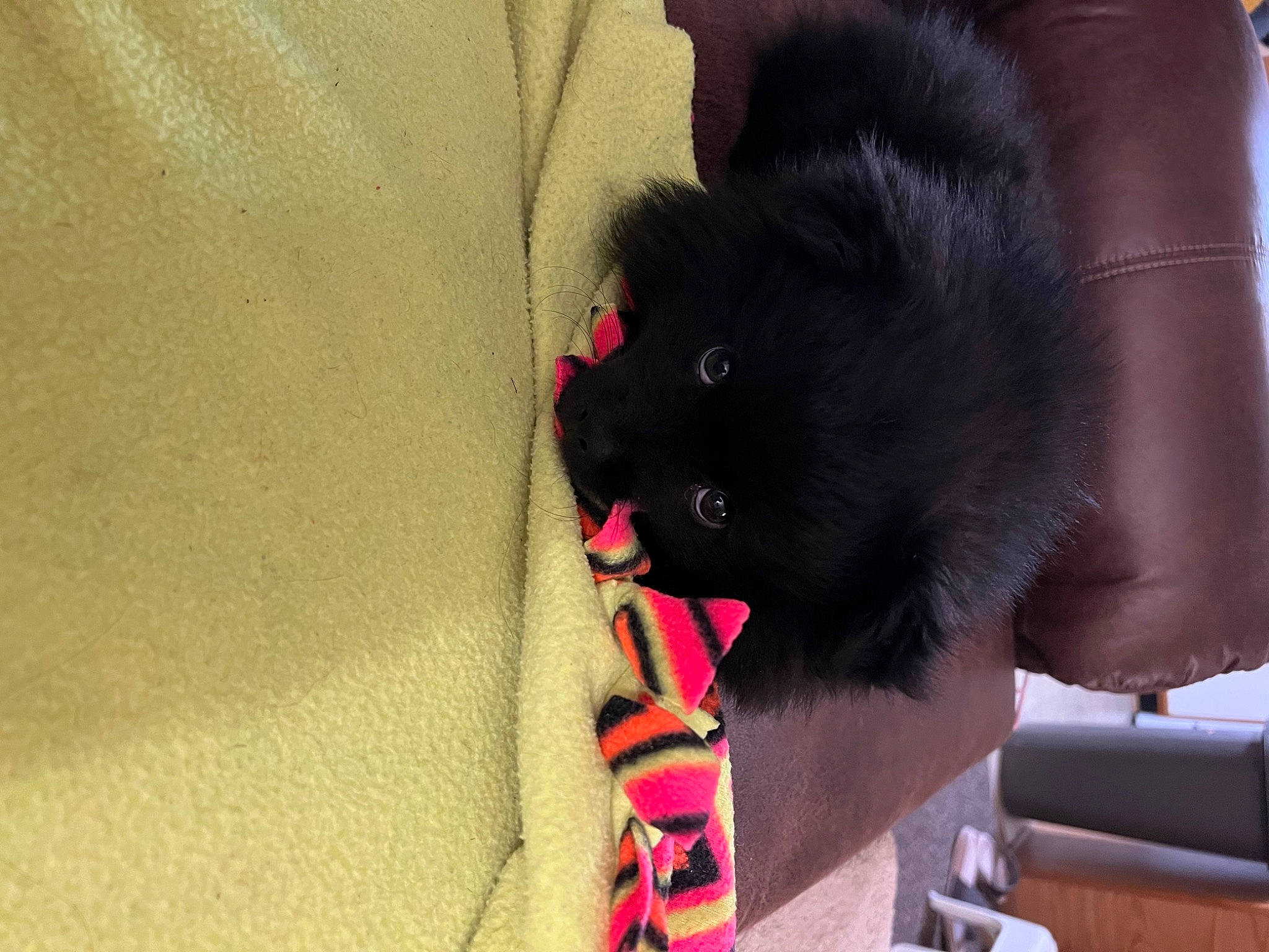 Reggie joined the competition — help win amazing prizes! black_cat, canidae, carmine, carnivore, claw, collar, comfort, companion_dog, dog_breed, felidae, fur, magenta, paw, small_to_medium_sized_cats, snout, spitz, stuffed_toy, tail, whiskers, working_animal