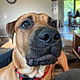 Sully is registered to the contest to win money with this photo: dog, canine, pet, close_up, indoor, collar, brown_fur, black_nose, whiskers, ears, eyes, face, muzzle, furniture, clock, home, living_room, daylight, blurred_background, domestic_animal