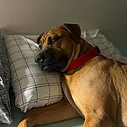 Sully joined the competition — help win amazing prizes! dog, brown_dog, red_collar, bed, pillow, resting, indoor, pet, relaxed, sleepy, canine, animal, fur, closeup, comfort, domestic_animal, laying, household, snout, ears