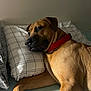 dog, brown_dog, red_collar, bed, pillow, resting, indoor, pet, relaxed, sleepy, canine, animal, fur, closeup, comfort, domestic_animal, laying, household, snout, ears