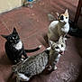 cat, animal, pet, feline, indoor, floor, tile, curious, looking_up, black_cat, white_cat, tabby_cat, meowing, whiskers, ears, tail, three_animals, domestic_cat, sitting, group