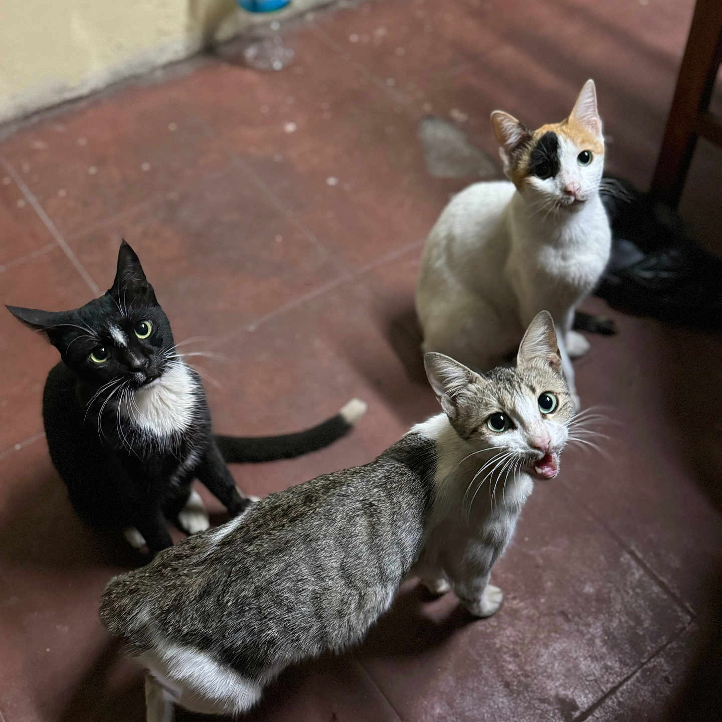Mimigasy participe au concours pour gagner de l'argent avec cette photo : animal, black_cat, cat, curious, domestic_cat, ears, feline, floor, group, indoor, looking_up, meowing, pet, sitting, tabby_cat, tail, three_animals, tile, whiskers, white_cat