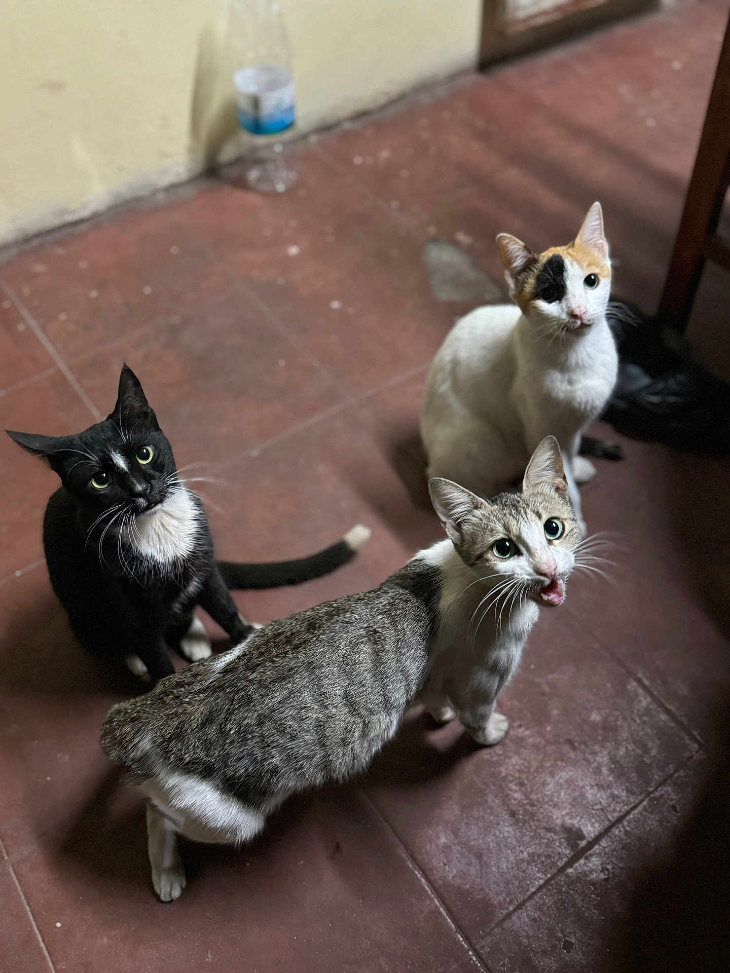 Mimigasy participe au concours pour gagner de l'argent avec cette photo : cat, animal, pet, feline, indoor, floor, tile, curious, looking_up, black_cat, white_cat, tabby_cat, meowing, whiskers, ears, tail, three_animals, domestic_cat, sitting, group