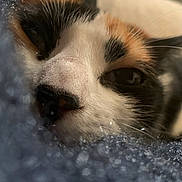 Rose participe au concours pour gagner de l'argent avec cette photo : cat, calico, close_up, sleepy, whiskers, nose, fur, blanket, soft, texture, cozy, resting, pet, animal, indoor, comfort, face, cute, relaxed, feline