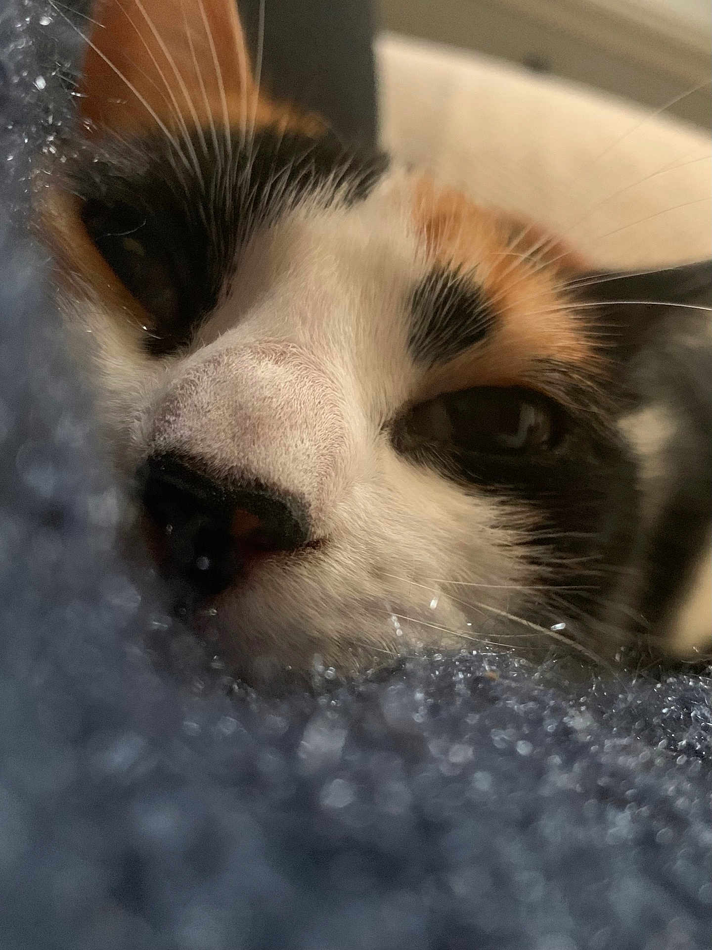 Rose participe au concours pour gagner de l'argent avec cette photo : cat, calico, close_up, sleepy, whiskers, nose, fur, blanket, soft, texture, cozy, resting, pet, animal, indoor, comfort, face, cute, relaxed, feline
