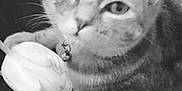 Ruby participe au concours pour gagner de l'argent avec cette photo : cat, flower, tulip, black_and_white, close_up, pet, animal, curious, collar, bell, plant, nature, indoor, portrait, feline, whiskers, soft_light, still_life, cute, floral