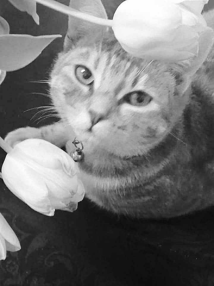 Ruby participe au concours pour gagner de l'argent avec cette photo : cat, flower, tulip, black_and_white, close_up, pet, animal, curious, collar, bell, plant, nature, indoor, portrait, feline, whiskers, soft_light, still_life, cute, floral