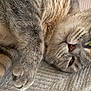 Ruby a rejoint le concours — aidez-le/la à gagner de superbes lots ! cat, feline, pet, close_up, fur, striped, relaxed, lying_down, whiskers, paws, green_eyes, indoor, cozy, texture, fabric, sleepy, cute, mammal, animal, resting