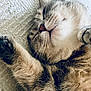 Ruby a rejoint le concours — aidez-le/la à gagner de superbes lots ! cat, sleeping, paw, fur, cozy, blanket, closeup, pet, whiskers, relaxed, cute, napping, feline, indoor, soft, animal, mammal, resting, tabby, peaceful