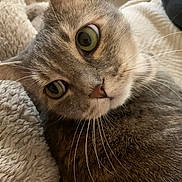 Ruby participe au concours pour gagner de l'argent avec cette photo : cat, close_up, whiskers, feline, pet, indoor, blanket, soft_texture, curious, wide_eyes, fur, cozy, animal, mammal, cute, domestic, resting, portrait, head, snuggle