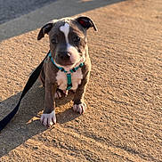 Bounty a rejoint le concours — aidez-le/la à gagner de superbes lots ! puppy, dog, harness, leash, sidewalk, sunlight, shadow, outdoor, pet, cute, young, brown, white, animal, sitting, small, canine, daylight, curious, heart_shaped_mark