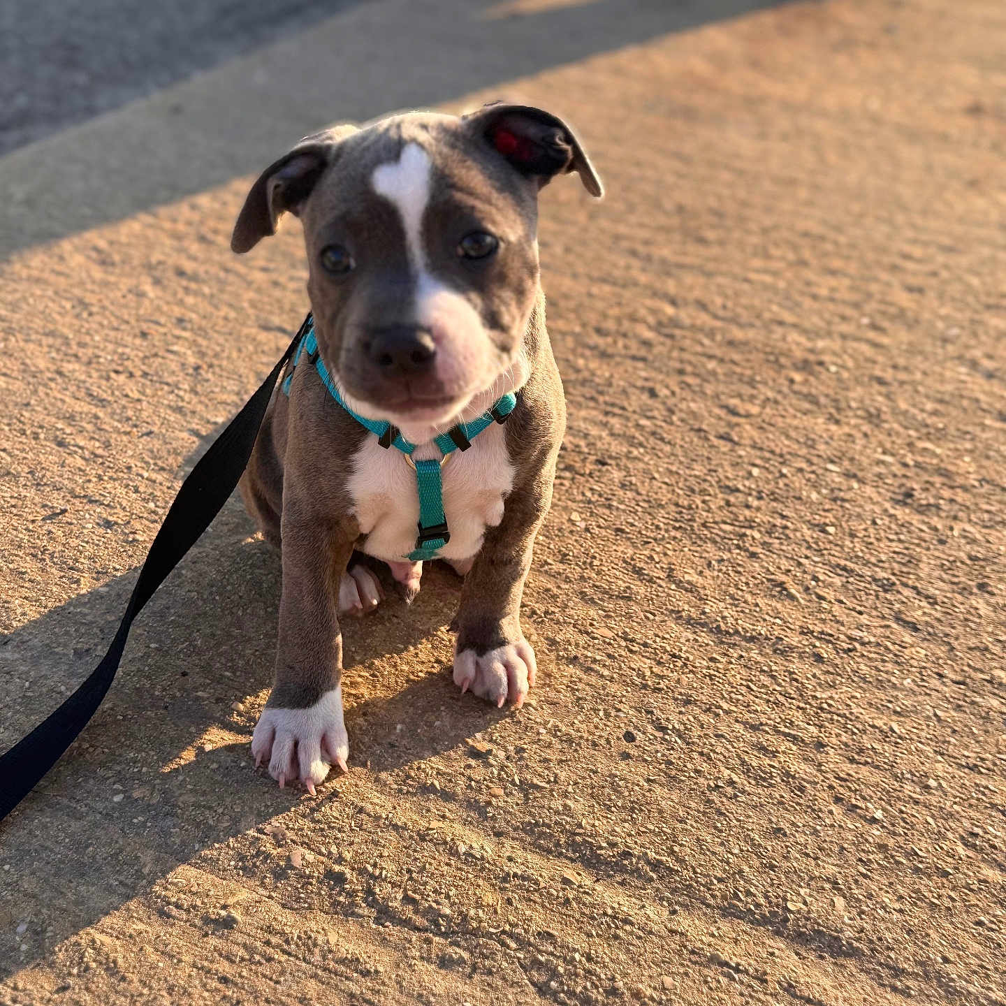 Bounty a rejoint le concours — aidez-le/la à gagner de superbes lots ! puppy, dog, harness, leash, sidewalk, sunlight, shadow, outdoor, pet, cute, young, brown, white, animal, sitting, small, canine, daylight, curious, heart_shaped_mark