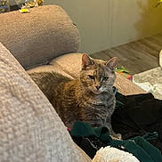 Crystal is registered to the contest to win money with this photo: abyssinian, animal, architecture, armchair, blanket, building, cat, chair, couch, cushion, furniture, glass, homedecor, indoors, kitten, linen, livingroom, manx, pet, room