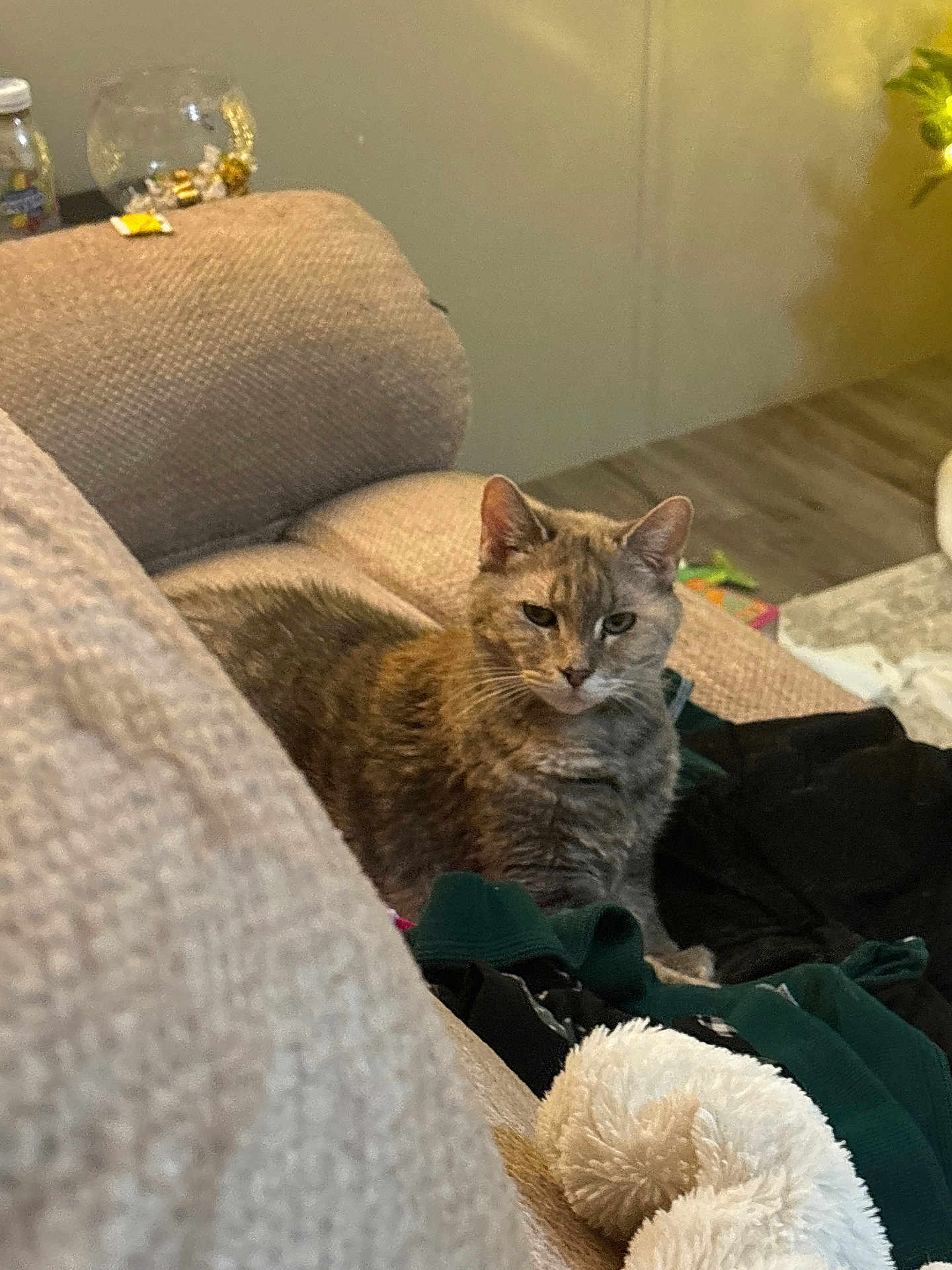 Crystal is registered to the contest to win money with this photo: abyssinian, animal, architecture, armchair, blanket, building, cat, chair, couch, cushion, furniture, glass, homedecor, indoors, kitten, linen, livingroom, manx, pet, room