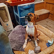 Kuhlua is registered to the contest to win money with this photo: animal, brown_dog, carpeted_stairs, cozy, dog, dog_bed, fall_decor, floor, furniture, heater, home_interior, indoor, looking_up, pet, plastic_drawer, plush_toy, pumpkin, purple_collar, toy, wood_floor