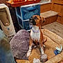 animal, brown_dog, carpeted_stairs, cozy, dog, dog_bed, fall_decor, floor, furniture, heater, home_interior, indoor, looking_up, pet, plastic_drawer, plush_toy, pumpkin, purple_collar, toy, wood_floor