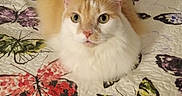 Runty joined the competition — help win amazing prizes! abyssinian, angora, animal, applique, bed, bedroom, blanket, cat, cushion, furniture, homedecor, indoors, kitten, linen, manx, pattern, pet, quilt, room, siamese