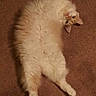 Runty joined the competition — help win amazing prizes! abyssinian, angora, animal, cat, kitten, manx, person, pet, siamese, sleeping, wood