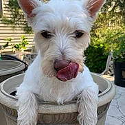 Bailey joined the competition — help win amazing prizes! dog, white_dog, pet, animal, plant_pot, outdoor, garden, tongue_out, cute, fluffy, canine, backyard, sunny, greenery, house, sitting, nose, ears, fur, playful